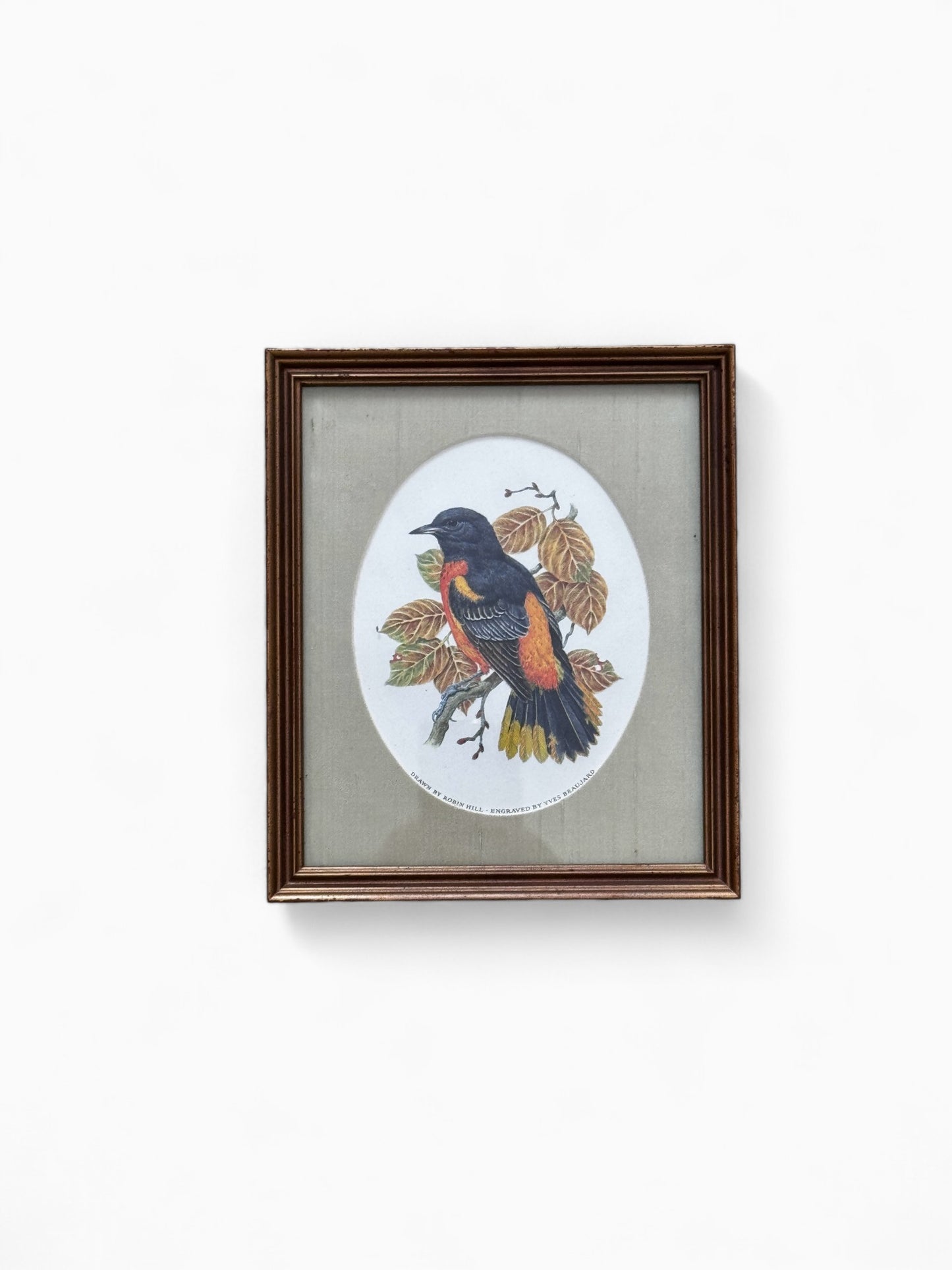 Robin Hill prints “zangvogels van de wereld”